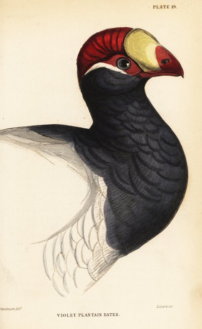 Testa del turaco viola, Mangiatore di banane viola, Musophaga violacea da William Home Lizars