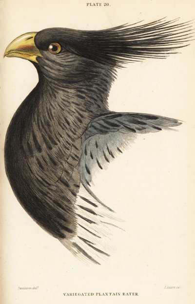 Testa del turaco occidentale, Crinifer piscator (Turaco variegato, turaco crestato, Chizoeris variegata) da William Home Lizars