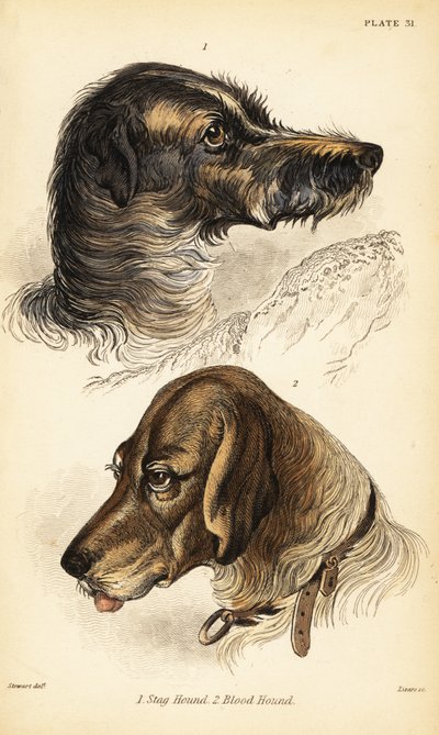 Teste di un cane da cervo 1 e di un cane da sangue 2, Canis lupus familiaris (Canis sagaces e Canis sanguinarius) da William Home Lizars