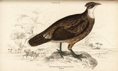 Monal himalayano, femmina, Lophophorus impejanus (Lophophorus impeyano) da William Home Lizars
