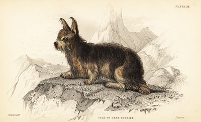 Terrier dell
