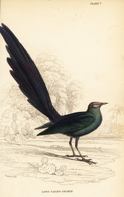 Storno lucido dalla lunga coda, Lamprotornis caudatus da William Home Lizars