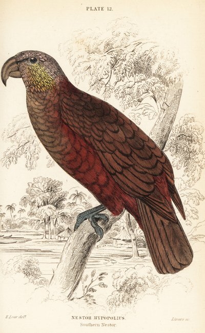 Kaka della Nuova Zelanda, Nestor meridionalis da William Home Lizars