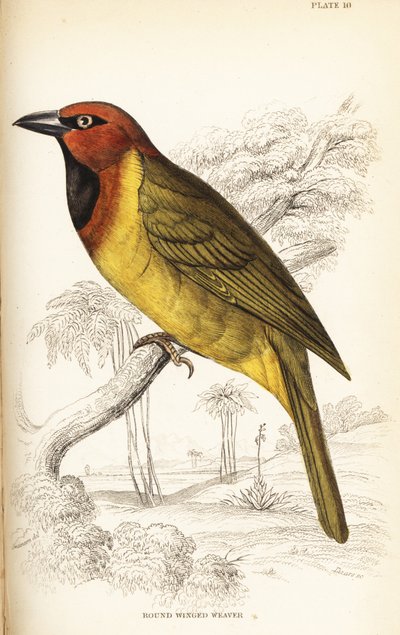 Tessitore dal dorso oliva o tessitore dalle ali rotonde, Ploceus brachypterus da William Home Lizars