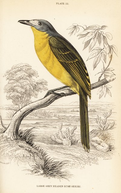 Shrike dell