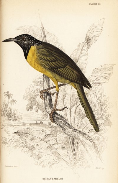 Warbler oriolo, Hypergerus atriceps da William Home Lizars