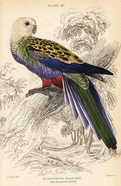 Rosella dalla testa pallida (palliceps), Platycercus adscitus palliceps da William Home Lizars