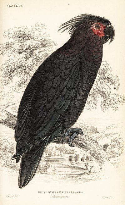Cacatua delle palme, Probosciger aterrimus da William Home Lizars