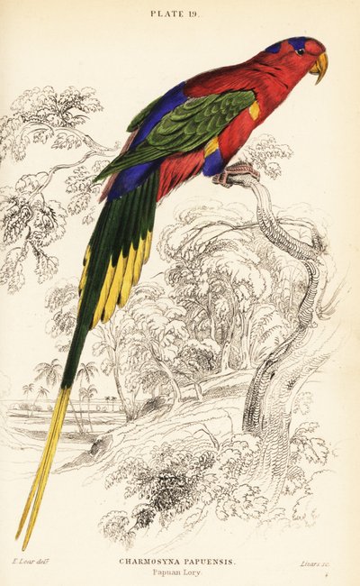 Lorichetto papua, lorichetto di Stella o lorichetto del Monte Golia, Charmosyna papou da William Home Lizars