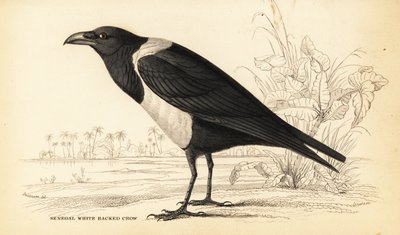 Corvo bianco e nero, Corvus albus da William Home Lizars