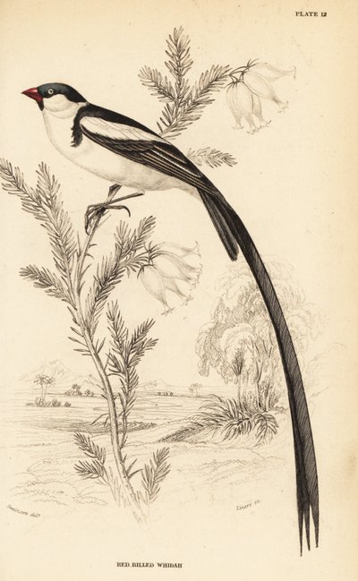 Vedova codaspillo, Vidua macroura (Vedova dal becco rosso, Vidua erythrorhynchus) da William Home Lizars