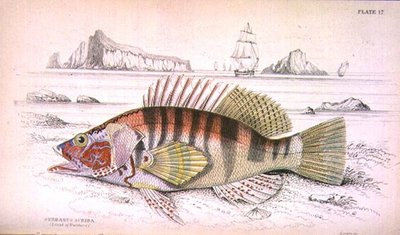 Serbanus Scriba (Isola di Baziluzzo), inciso dall