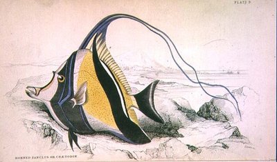 Tavola 9 Zanchus cornuto o Chaetodon inciso dall