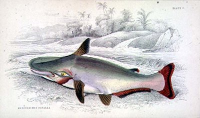 Tavola 9 Hypothalmus Davalla inciso dall