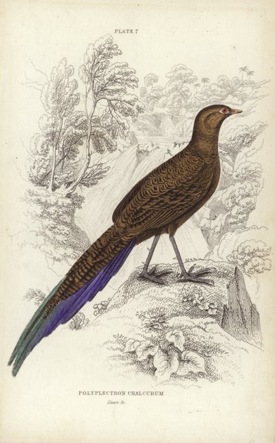 Polyplectron Chalcurum da William Home Lizars