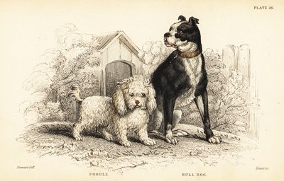 Barboncino, Canis aquaticus, e bulldog, Canis anglicus da William Home Lizars