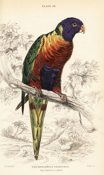Lorichetto arcobaleno, Trichoglossus moluccanus da William Home Lizars