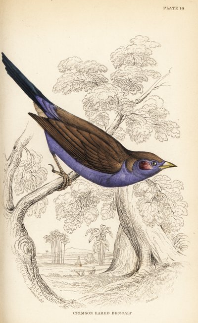 Cordon-bleu guance rosse, Uraeginthus bengalus da William Home Lizars