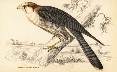Falco dal collo rosso, Falco chicquera ruficollis da William Home Lizars