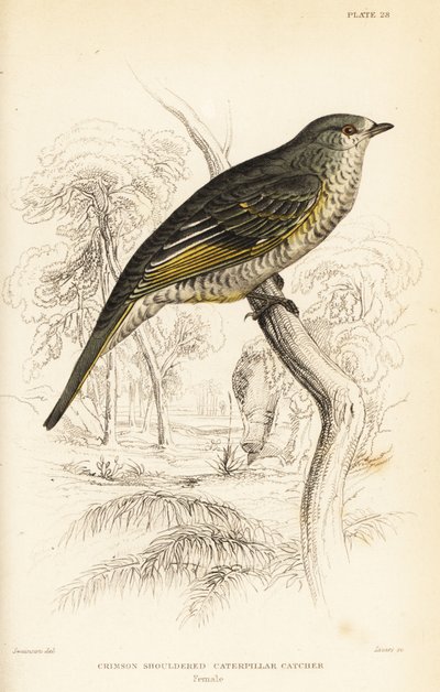 Campephaga phoenicea, femmina da William Home Lizars