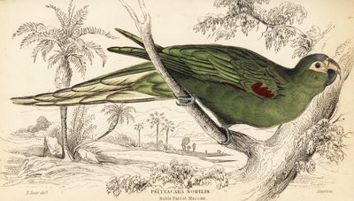 Ara dalle spalle rosse, Diopsittaca nobilis da William Home Lizars