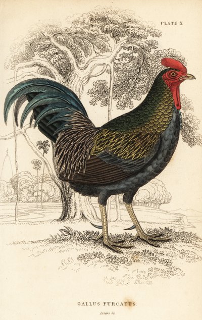Gallus gallus javanicus da William Home Lizars