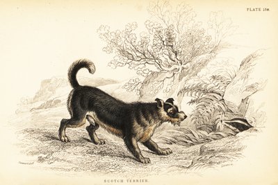 Terrier scozzese o terrier scozzese, Canis lupus familiaris (Canis terrarius) da William Home Lizars