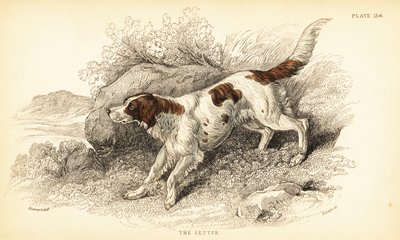 Setter, Canis lupus familiaris (Canis index) da William Home Lizars