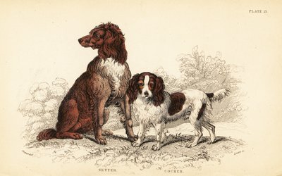 Setter e cocker spaniel, Canis lupus familiaris da William Home Lizars