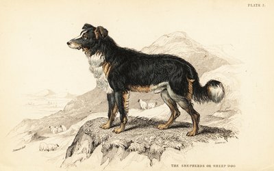 Cane da pastore o cane da pecora, Canis lupus familiaris (Canis domesticus) da William Home Lizars
