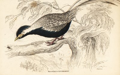 Fagiano argentato, Lophura nycthemera (Phasianus nycthemerus) da William Home Lizars
