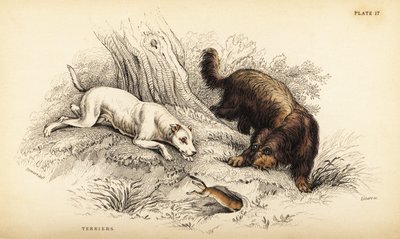 Terrier a pelo liscio e terrier scozzese o a pelo duro, Canis lupus familiaris (Canis terrarius) da William Home Lizars