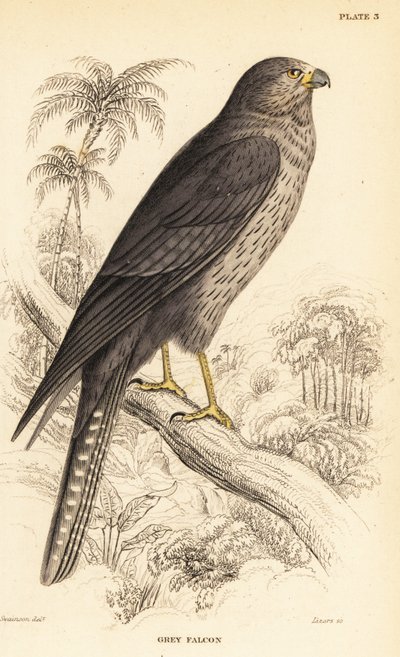 Falco fuligginoso, Falco concolor da William Home Lizars