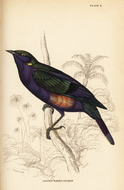 Splendido storno lucido (Senegal), Lamprotornis splendidus chrysonotis (Grakle dalle orecchie dorate, Lamprotornis chrysonotis) da William Home Lizars