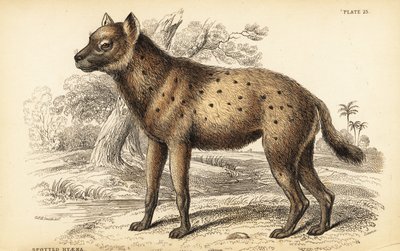 Iena maculata o iena che ride, Crocuta crocuta (Hyaena crocuta) da William Home Lizars