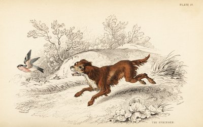 Springer spaniel inglese, Canis lupus familiaris da William Home Lizars