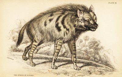 Iena striata, Hyaena hyaena da William Home Lizars