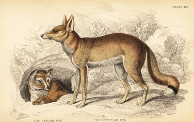 Volpe siriana o Taaleb, Vulpes thaleb (o volpe di Blanford, Vulpes cana?) e volpe egiziana o Sabora, Vulpes vulpes niloticus da William Home Lizars