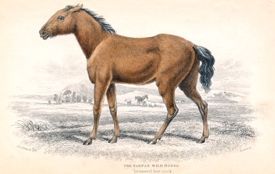 Tarpan, 1830 da William Home Lizars