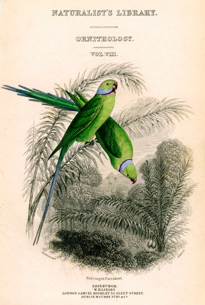 La Biblioteca dei Naturalisti, Ornitologia Vol VIII, Parrocchetto ad anello rosso da William Home Lizars