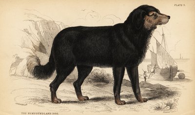 Cane di Terranova da William Home Lizars