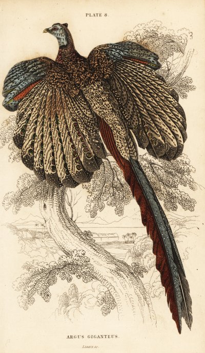 Grande argus, Argusianus argus (Fagiano argus o argus gigante, Argus giganteus) da William Home Lizars