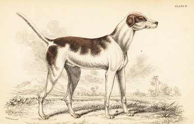 Levriero orientale, Canis lupus familiaris da William Home Lizars