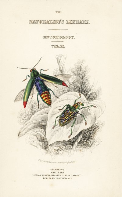 Frontespizio con vignetta del coleottero gioiello, Chrysochroa fulminans, e del coleottero diamante con ali a macchie, Curculio splendens da William Home Lizars