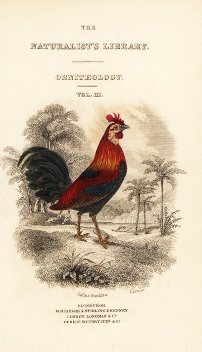 Frontespizio con vignetta del gallo rosso della giungla (Giavanese), Gallus gallus bankiva da William Home Lizars