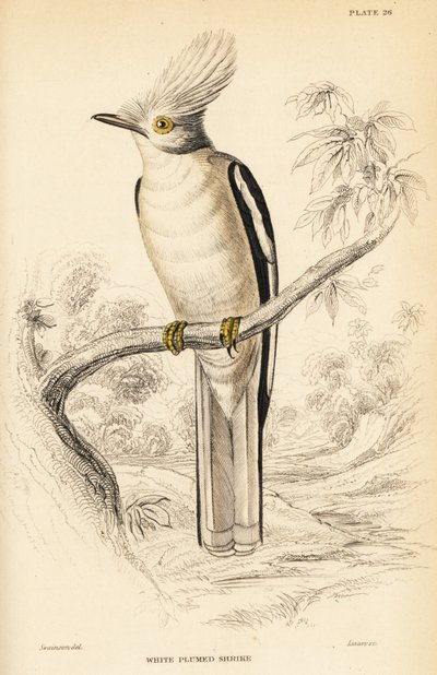 Prionops plumatus da William Home Lizars