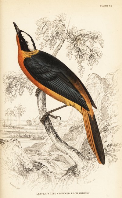 Cossypha albicapilla (Petrocincla albicapilla) da William Home Lizars