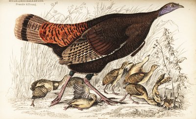 Tacchino selvatico, femmina e giovani, Meleagris gallopavo da William Home Lizars