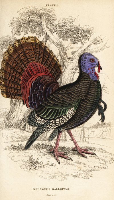 Tacchino selvatico, maschio, Meleagris gallopavo da William Home Lizars