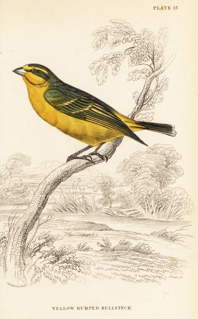 Canarino fronte gialla (Senegal), Crithagra mozambica caniceps (Ciuffolotto dal groppone giallo, Crithagra chrysopyga) da William Home Lizars